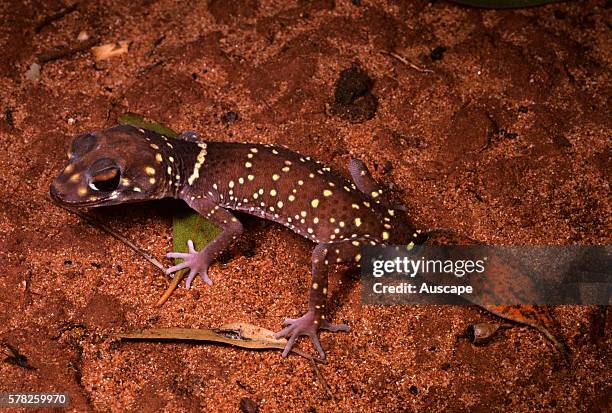 Barking gecko, Underwoodisaurus milii, with regenerated tail, South of Kalgoorlie, Western Australia, Australia.