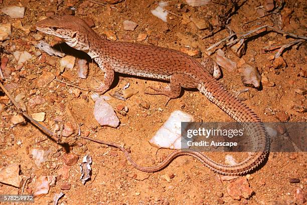 Storrês monitor, Varanus storri ocreatus, a pygmy monitor, can be only 36 cm long, Lissadell Station, Kimberley region, Western Australia, Australia.