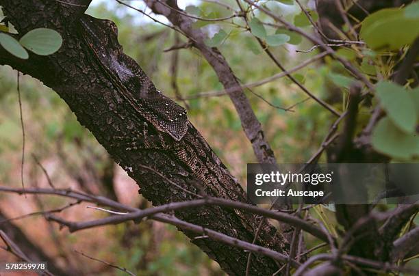 Frilled lizard, Chlamydosaurus kingii, sub-adult camouflaged on tree trunk, Kununurra, Western Australia, Australia.