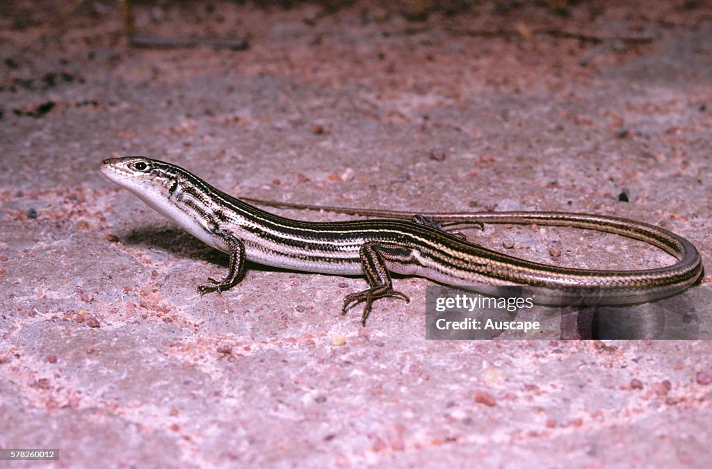 Black-backed yellow-lined ctenotus, Ctenotus eutaenius