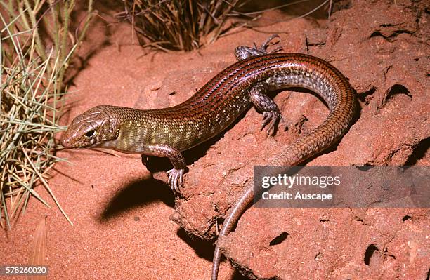 Grand ctenotus, Ctenotus grandis grandis, Telfer, Great Sandy Desert, Western Australia, Australia.