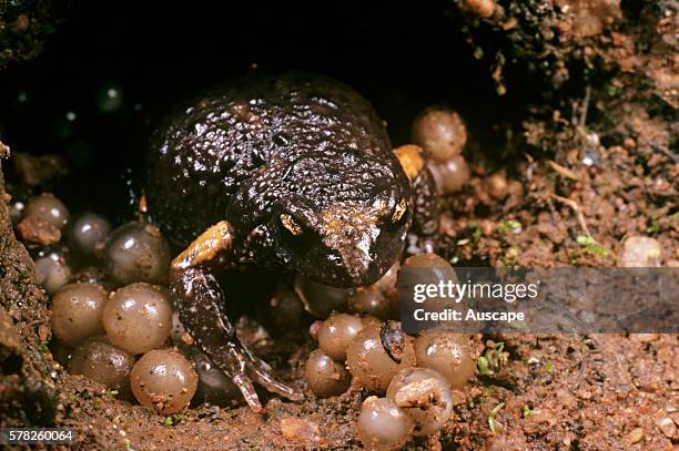 Orange-crowned toadlet, Pseudophryne occidentalis, with eggs that are laid on moist ground: when the tadpoles reach hatching size they become...
