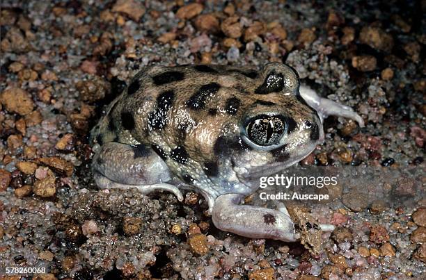 Kunapalari frog, Neobatrachus kunapalari, burrowing sequence no,1: beginning to dig itself into mud, to avoid dry weather, Ravensthorpe, Western...