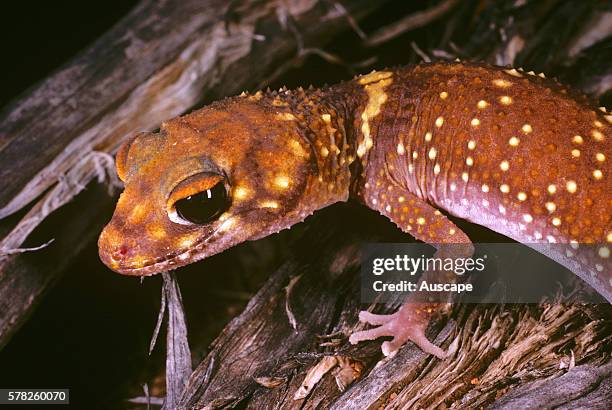 Barking gecko, Underwoodisaurus milii, nocturnal species, Bank Rock, Wheat belt region, Western Australia, Australia.