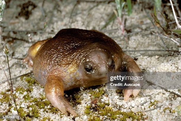 Turtle frog, Myobatrachus gouldii, Australiaês only frog food specialist: eats almost only termites, When burrowing, digs forward unlike most frogs,...