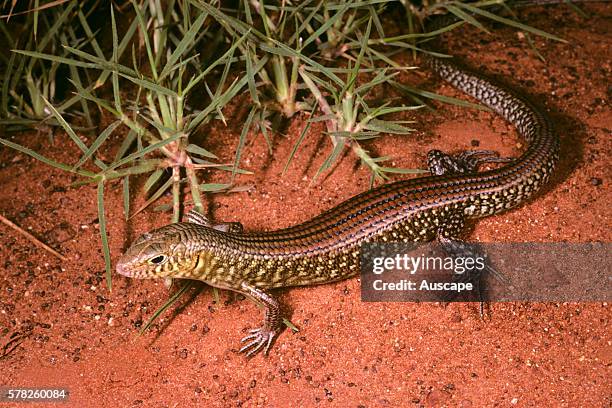 Grand ctenotus, Ctenotus grandis grandis, Telfer, Great Sandy Desert, Western Australia, Australia.