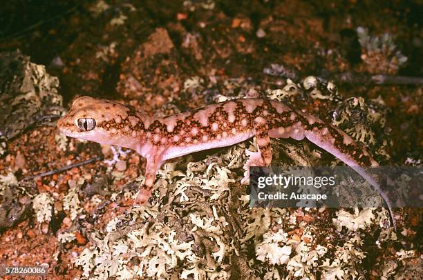 Mainês ground gecko, Lucasium maini, Bank Rock, Wheat belt region, Western Australia, Australia.