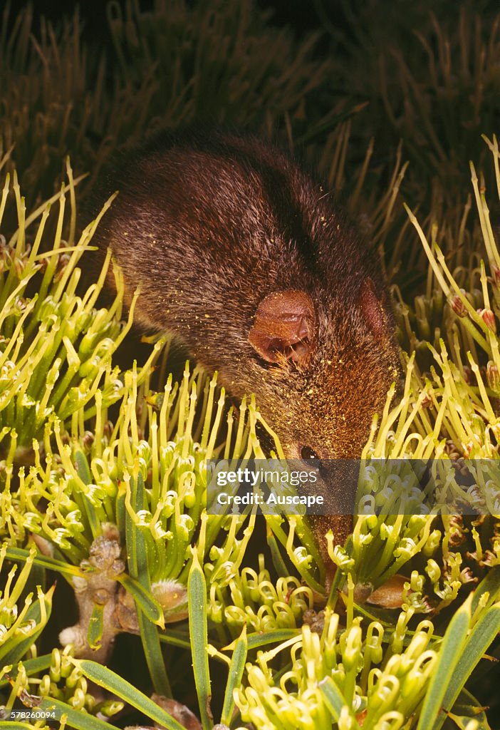 Honey-possum, Tarsipes rostratus