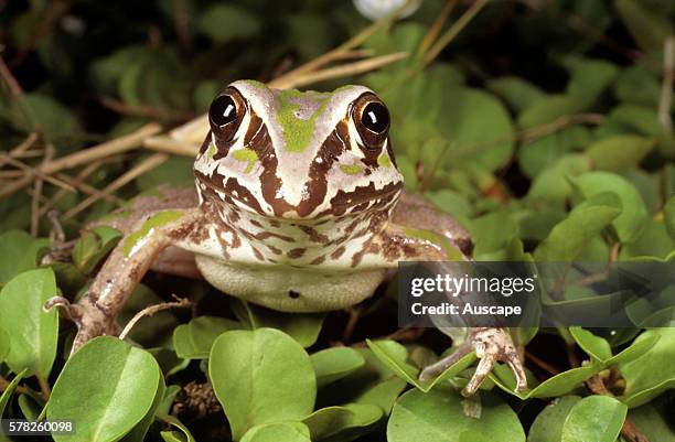 Giant frog, Cyclorana australis, juvenile, May grow to 100 mm long, Mary River, Northern Territory, Australia.