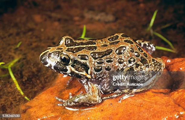 Marbled frog, Limnodynastes convexiusculus, about 45 mm long, Fogg Dam Conservation Reserve, near Humpty Doo, Northern Territory, Australia.