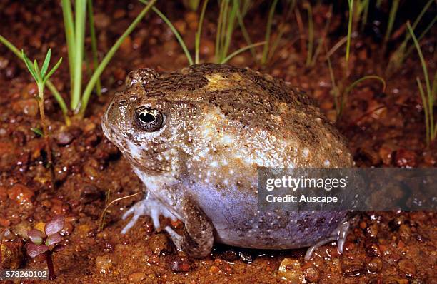 Northern spadefoot, Notaden melanoscaphus, also called Golfball frog, Kakadu National Park, Northern Territory, Australia.