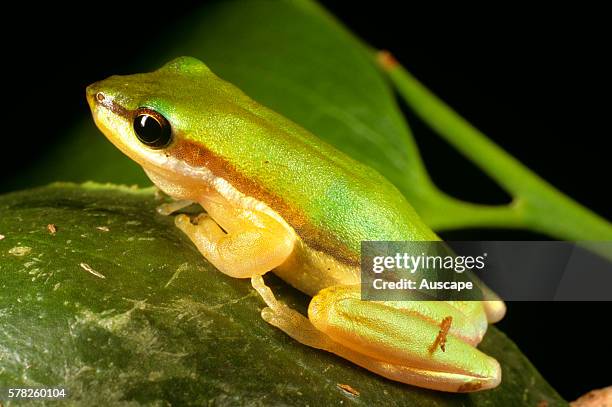 Northern dwarf tree frog, Litoria bicolor, Fogg Dam Conservation Reserve, near Humpty Doo, Northern Territory, Australia.