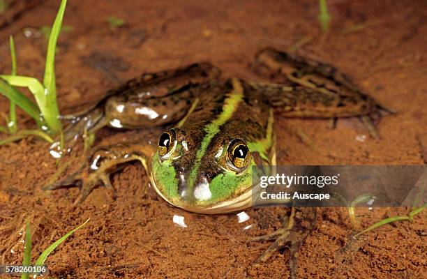 Dahlês aquatic frog, Litoria dahlii, a species active by day, basks in sun, Fogg Dam Conservation Reserve, near Humpty Doo, Northern Territory,...