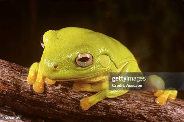 Green tree frog, Litoria caerulea, Kakadu National Park, Northern Territory, Australia.