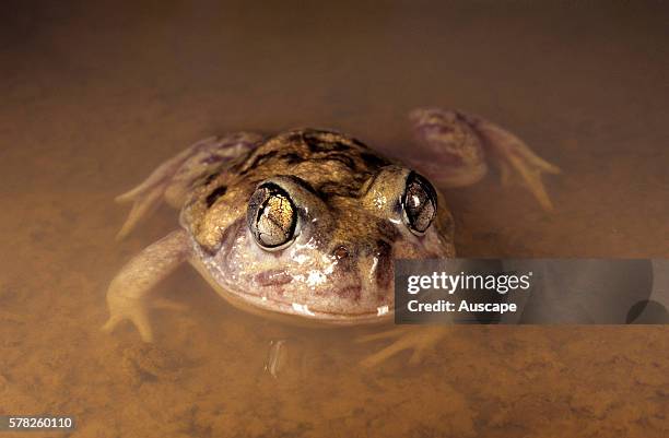 Kunapalari frog, Neobatrachus kunapalari, has warty skin on its back that in breeding males develop into spines, Ravensthorpe, Western Australia,...