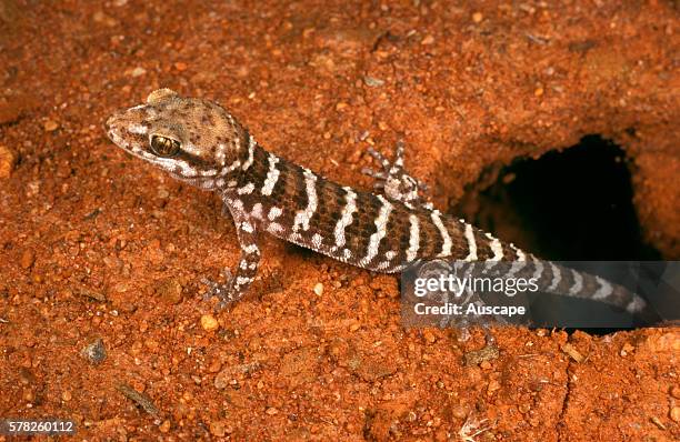 Prickly or Bynoe's gecko, Heteronotia binoei, emerging from burrow, East of Yundamindra Homestead, near Leonora, Western Australia, Australia.