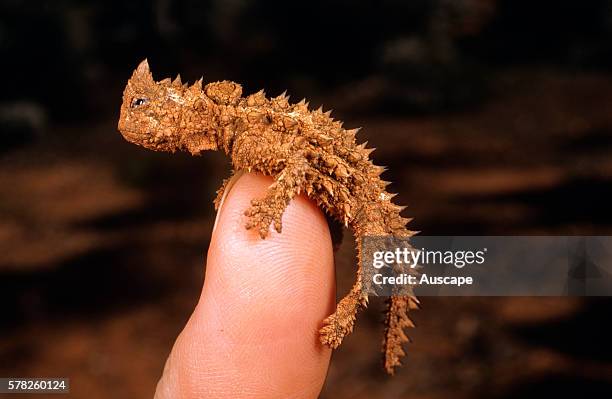 Thorny devil, Moloch horridus, juvenile on finger, East of Newman Rock, Western Australia, Australia.
