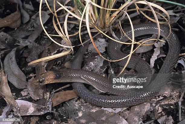 Brigalow scaly-foot, Paradelma orientalis, a legless lizard that rears up when threatened, Chesterton Range National Park, Queensland, Australia.