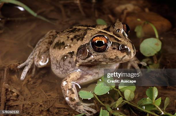 Rough frog, Cyclorana verrucosa, named for the warty skin on its back, emerging from underground after rain to feed and breed, Goondiwindi,...