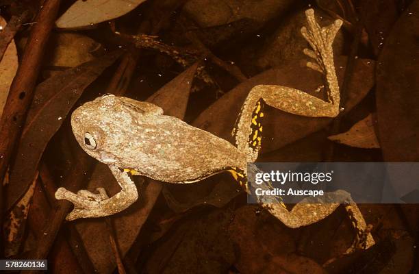 Tylerês tree frog, Litoria tyleri, in water though an arboreal species, Craven, New South Wales, Australia.