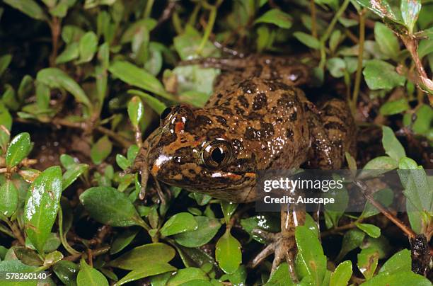 Long-thumbed frog, Limnodynastes fletcheri, usually between 30 and 60 mm long, Goondiwindi, Queensland, Australia.