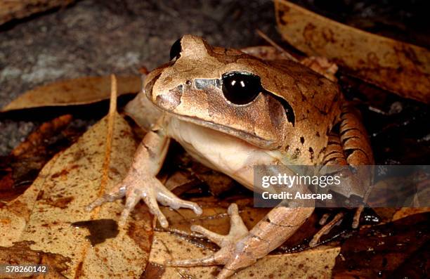 Great barred frog, Mixophyes fasciolatus, on forest floor, Whian Whian State Conservation Area, New South Wales, Australia.