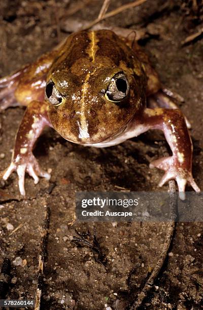 Meeowing frog, Neobatrachus sudelli, a burrowing frog that spends dry periods underground, Carnarvon National Park, Queensland, Australia.