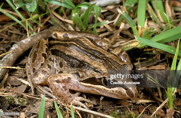 Striped marsh frog, Limnodynastes peronii, Whian Whian State Conservation Area, New South Wales, Australia.