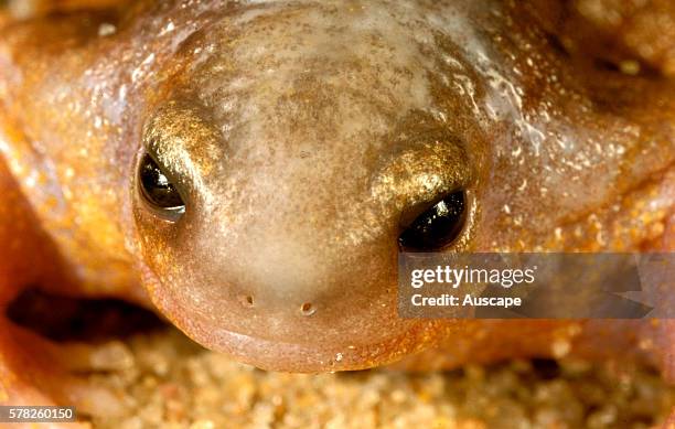 Turtle frog, Myobatrachus gouldii, eats almost only termites, Southwest of Three Springs, Western Australia, Australia.