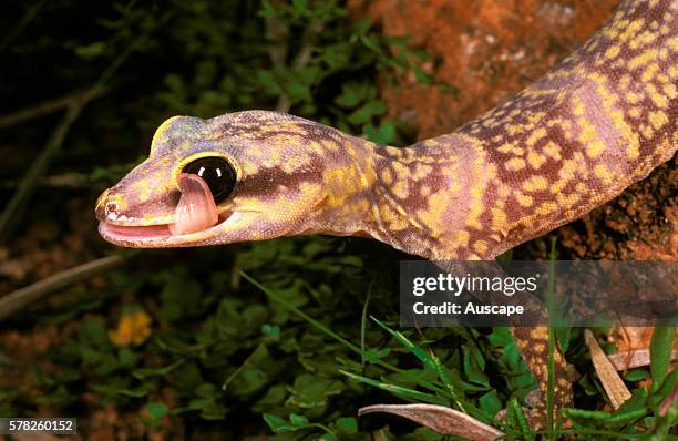 Marbled velvet gecko, Oedura marmorata, cleaning eye with tongue, Cue, Western Australia, Australia.
