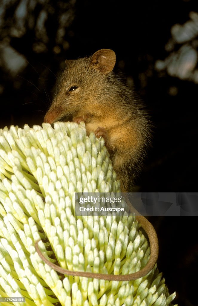 Honey-possum, Tarsipes rostratus