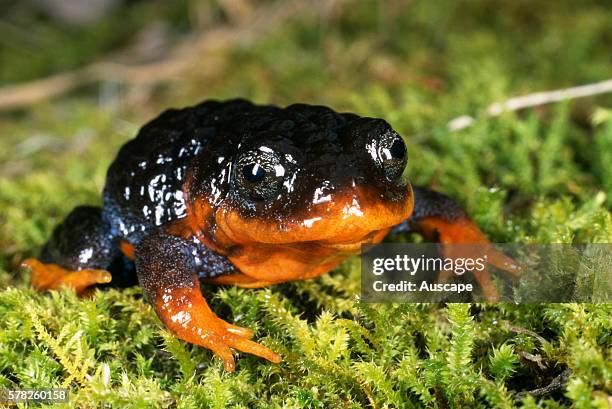 Sunset frog, Spicospina flammocaerulea, about 35 mm long, Discovered 1994, Habitat specialist: peat swamps, Walpole-Nornalup National Park, Western...