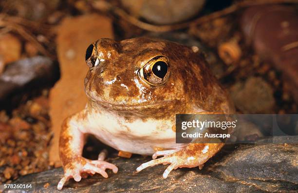 Spencerês burrowing frog, Opisthodon spenceri, south of Port Hedland, Pilbara region, Western Australia, Australia.