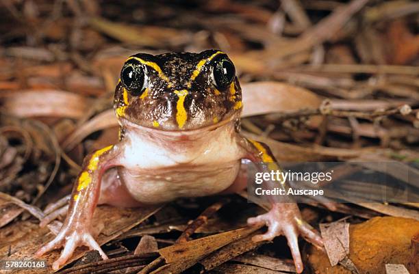 Moaning frog, Heleioporus eyrei, Albany, Western Australia, Australia.