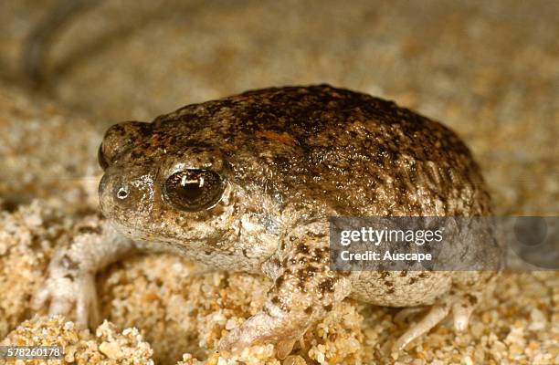 Sandhill frog , Arenophryne rotunda, Shark Bay, Western Australia, Australia.
