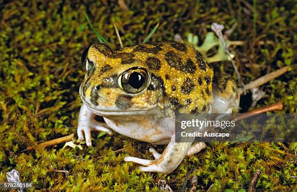 Kunapalari frog, Neobatrachus kunapalari, Exclamation Lake, Western Australia, Australia.