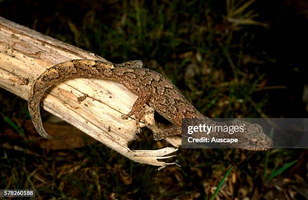 Marbled southern gecko, Christinus marmoratus, on log showing elegant markings, Mount Greenly, Eyre Peninsula, South Australia, Australia.