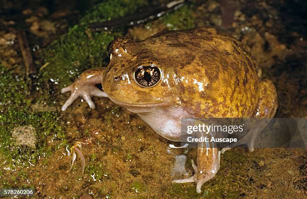 Painted burrowing frog, Neobatrachus pictus, burrowing species usually seen only on wet nights, Warren Gorge, Flinders Ranges, South Australia,...