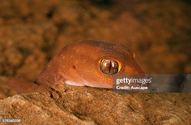Pilbara ground gecko, Lucasium wombeyi, detail of head and eye, Near Paraburdoo, Pilbara Region, Western Australia, Australia.