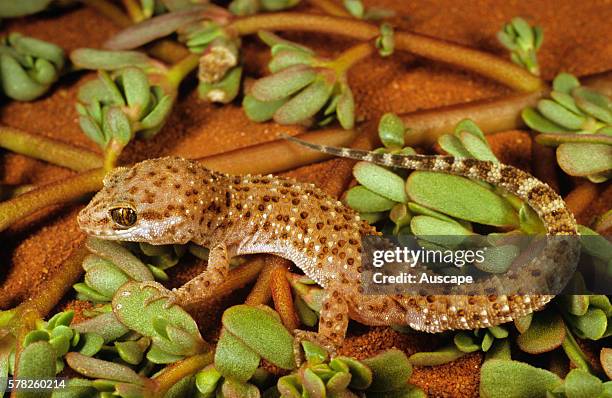 Bynoe's gecko, Heteronotia binoei, occurs over almost all of Australia, Part of a species complex, Yanrey Station, Pilbara region, Western Australia,...