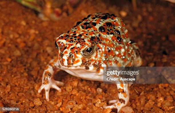 Desert spadefoot toad, Notaden nichollsi, juvenile, Exudes a defensive fluid from the back when attacked, South of Port Hedland, Western Australia,...