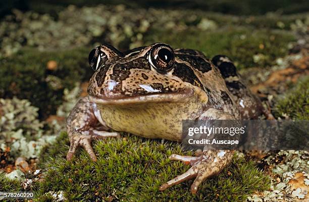 Western banjo frog or Pobblebonk, Limnodynastes dorsalis, creator of the commonly heard bonkê at night, Albany, Western Australia, Australia.