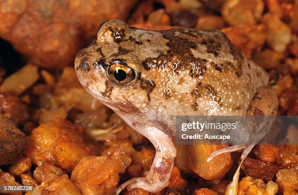 Spencerês burrowing frog, Opisthodon spenceri, confined to deserts of central and western Australia, South of Port Hedland, Western Australia,...