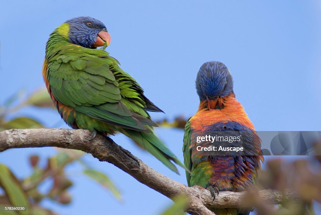 Rainbow lorikeets, Trichoglossus moluccanus