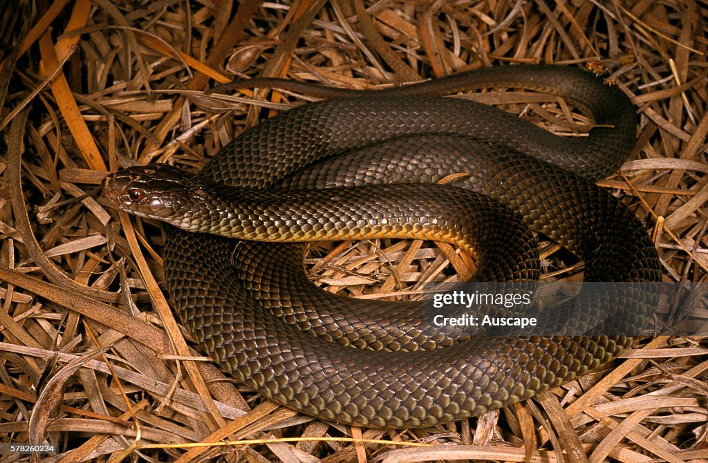 King brown snake, Pseudechis australis