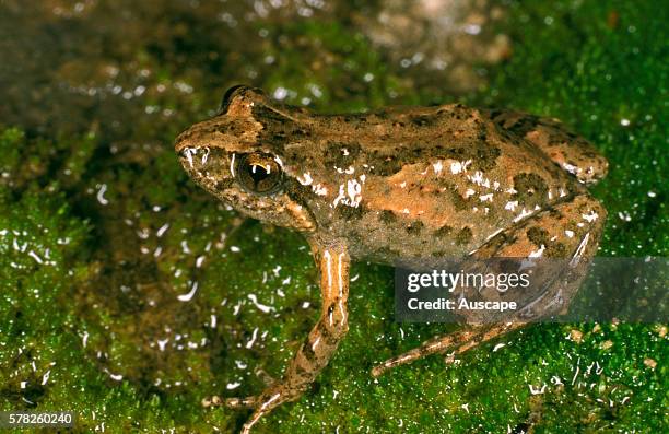 Streambank froglet, Crinia riparia, confined to the Flinders Ranges, SA's only endemic frog, Warren Gorge, Flinders Ranges, South Australia,...