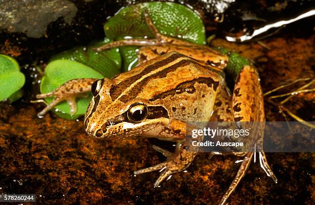 Striped marsh frog, Limnodynastes peronii, The tadpole stage can last 11 months, Millstream Falls National Park, Queensland, Australia.