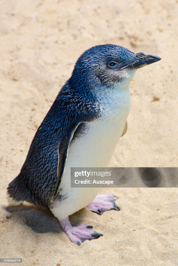 Little penguin, Eudyptula minor