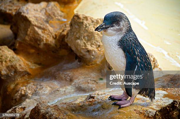 Little penguin, Eudyptula minor, at the Discovery Centre built in 1987 as an educational facility and a sanctuary for injured wild penguins or those...