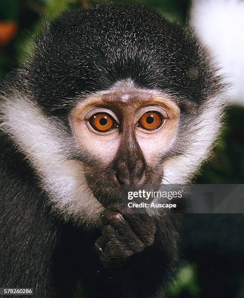 Cercopithecus Lowe Ii Lhoesti Photos and Premium High Res Pictures - Getty Images